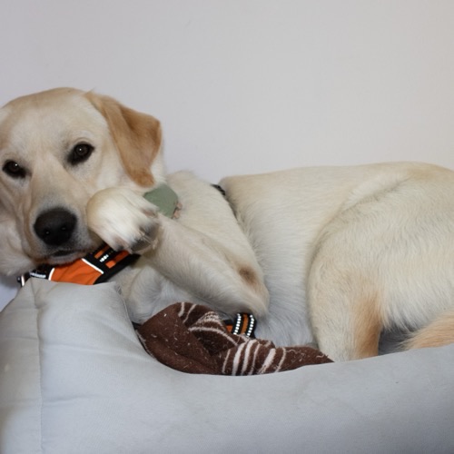 Sammy, Security- und Feel-Good-Manager